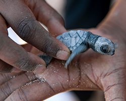 Small turtle held in a hand