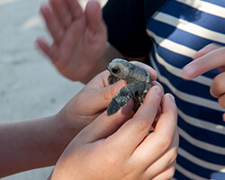 Small turtle held by a child