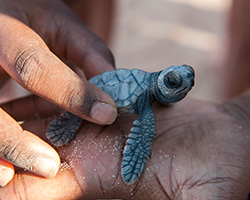Small turtle held in a hand, looking at camera