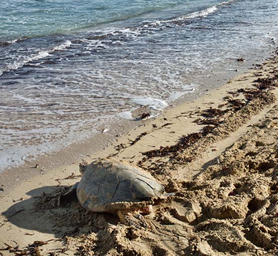 Large turtle crawling on beach into waves