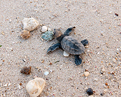 Small turtle crawling on sand