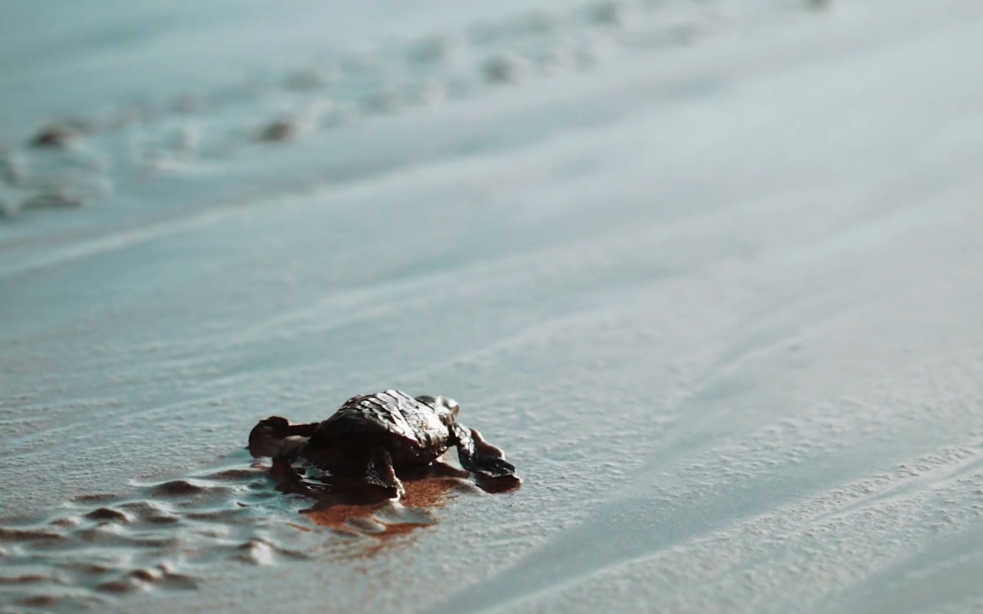 A baby Hawksbill turtle makes its way to the Caribbean Sea