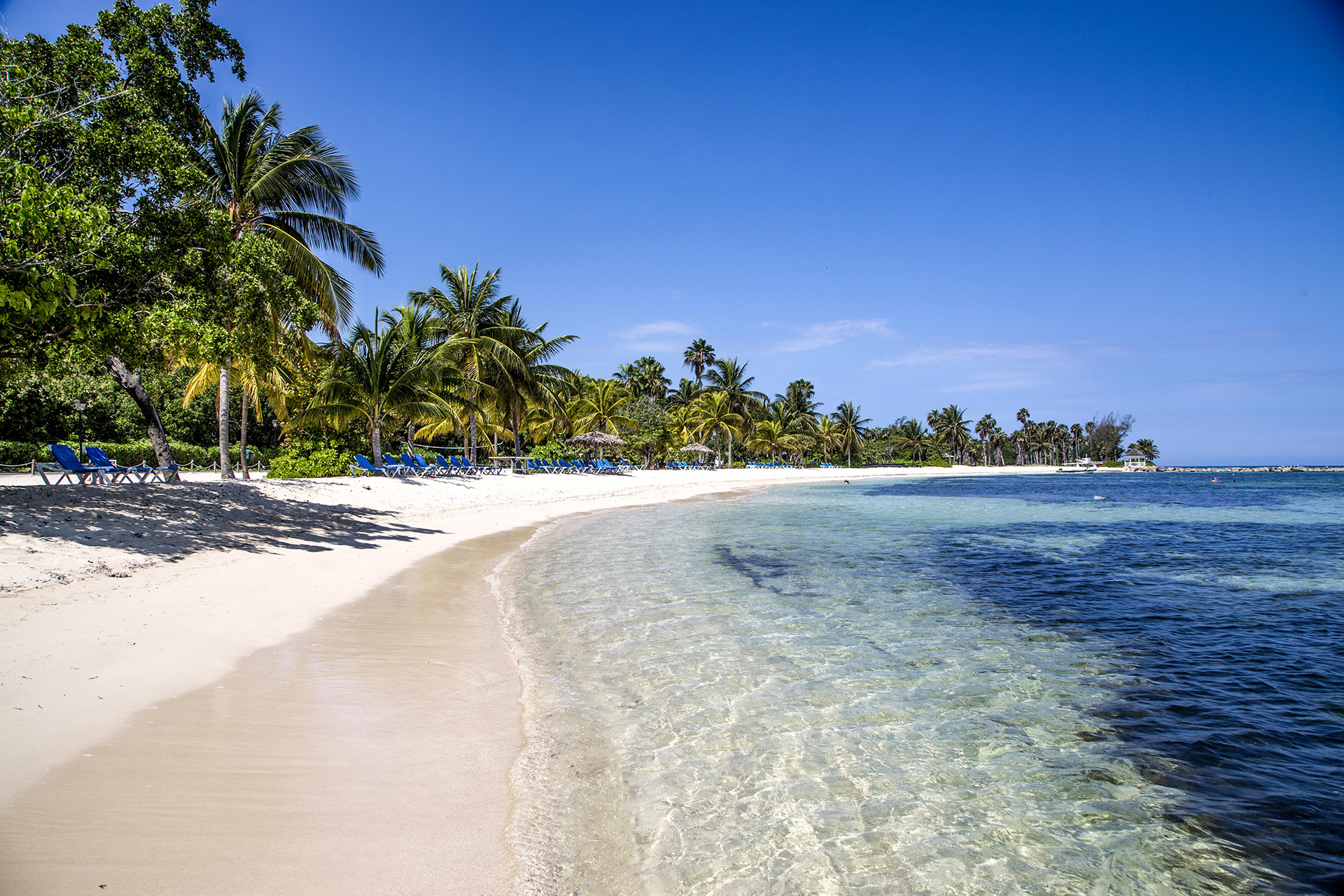 A beach with palm trees and blue sky