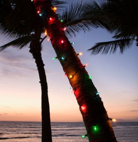 palm tree with christmas lights