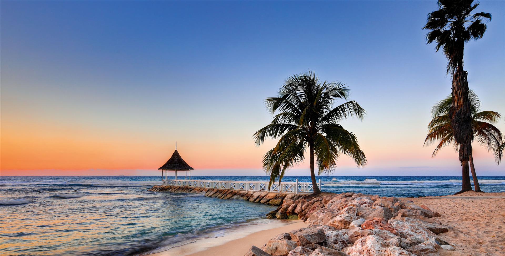 a palm tree on a beach